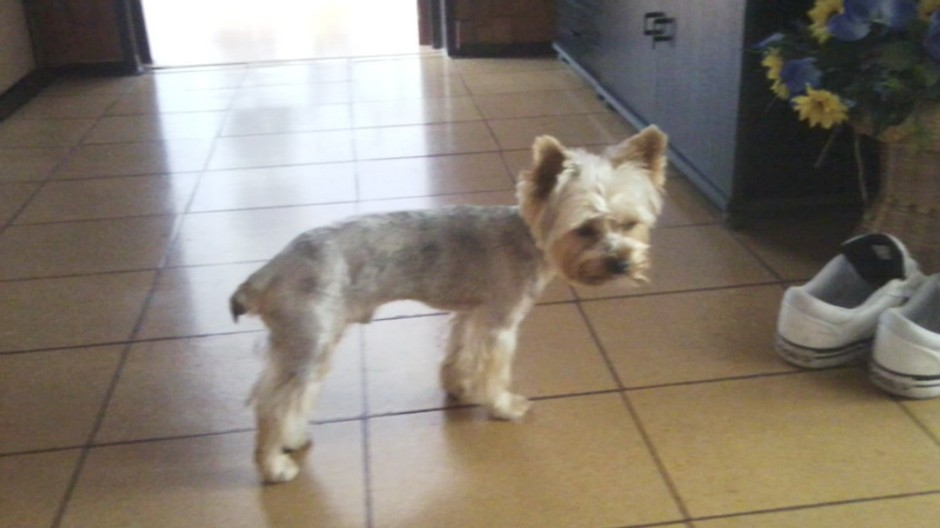 Deny_stratený psík_ Siladice_pátranie