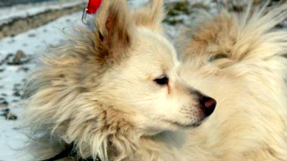 Biely špic Žakuj Košice stratený pes