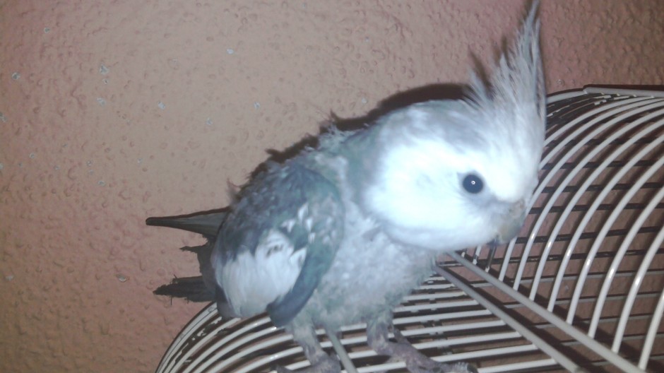 stratená sivo-biela Korela