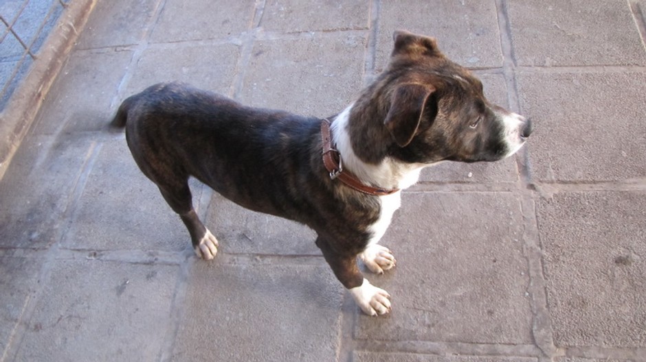 Pri Senci sa našlo šteniatko