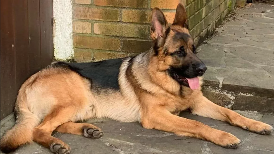 Pes Vítezslava Jandáka 