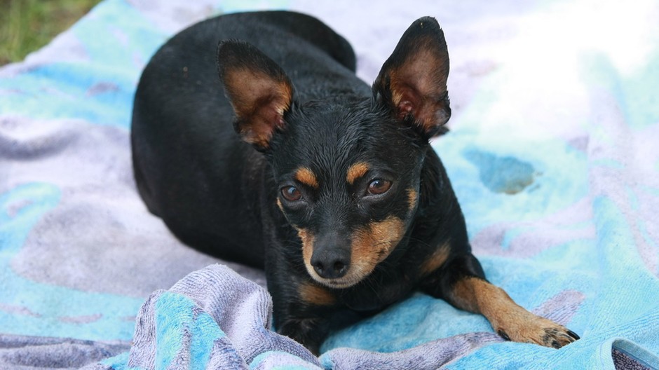 Stratená fenka ratlíka Lili