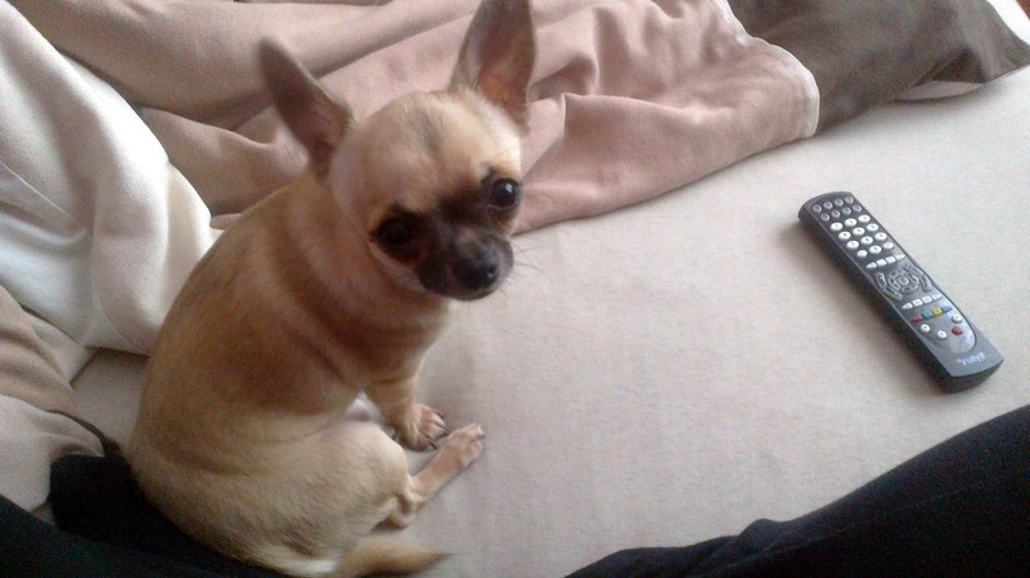 Dnes ráno okolo 8 hod. sa nám stratil ročný psík čivavy. Zmyzol nám spred domu v Oščadnici (Žilinský kraj).  Je svetlo hnedej farby. Zrejme ho niekto ukradol nakoľko bol vonku na záhrade aj s dalším psíkom a fenkou čivavy. Reaguje na meno Tinky. Je nám za