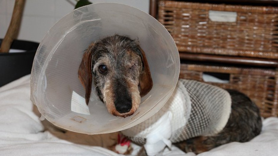 Brutálne skrvavili psa