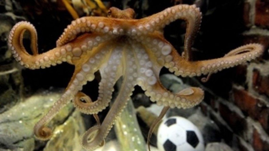 futbalová chobotnica