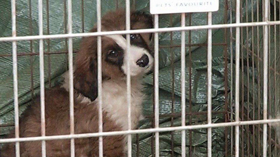 Odchyt psov-steniatko v klietke