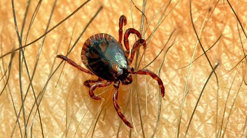 Kliešť koža chlpy/ilustračná snímka