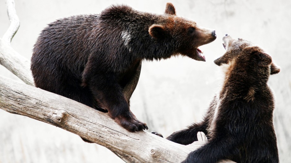 Bojnice ZOO ilustračné foto