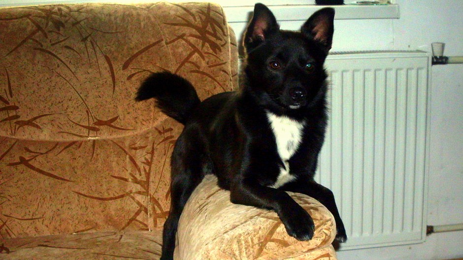 Pes psík stratený obec Dunajov