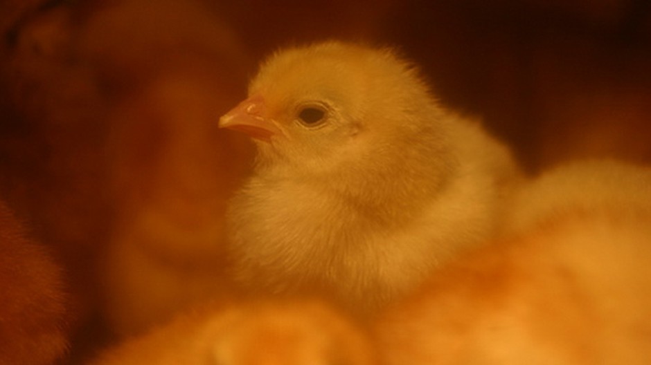 Kuriatko akoby ožiarené, v liaharni