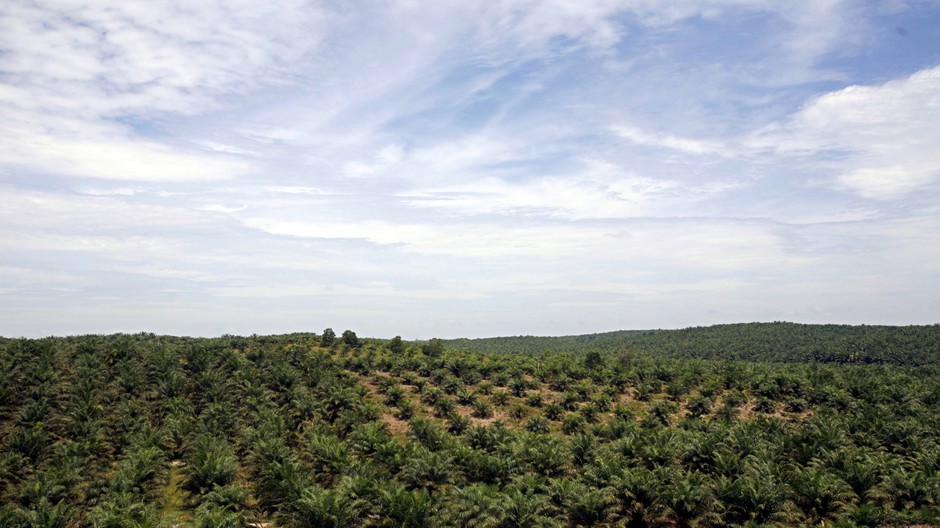 Plantáž palmový olej