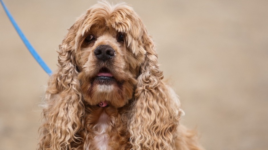 kokeršpaniel hnedý na vodidku ilustračná