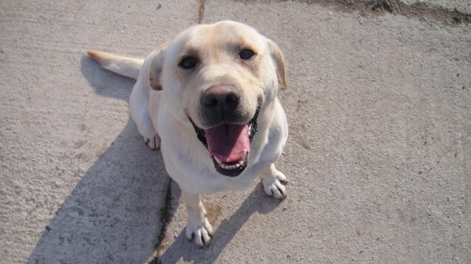 Beny_stratený psík_Nitrianske Sučany