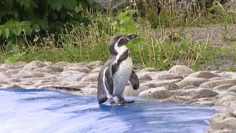 Tučniak, samička, zo ZOO