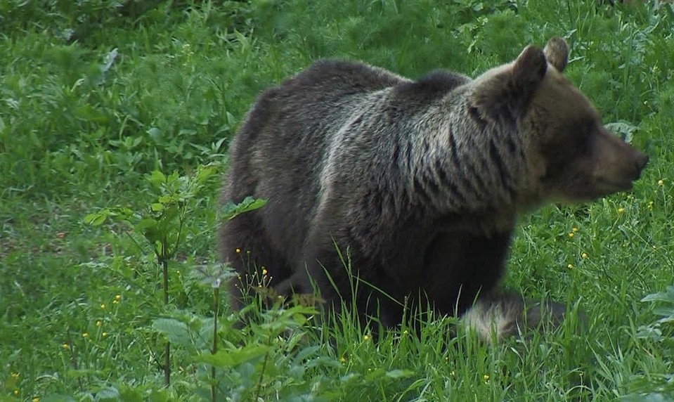 Pre výskyt medveďov vyhlásili mimoriadnu situáciu. Približujú sa k obydliam