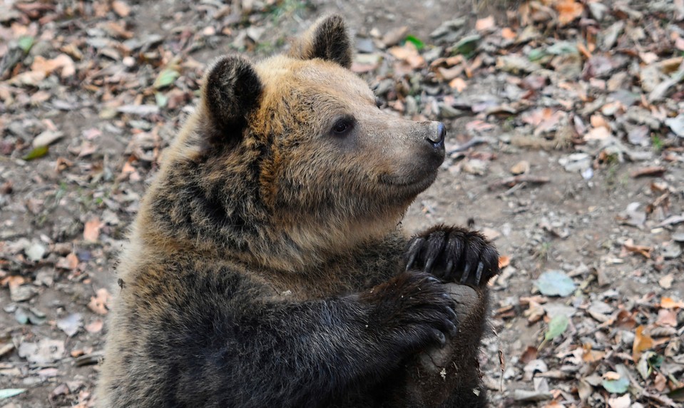 Častá otázka turistov na Slovensku: Sú u vás medvede?