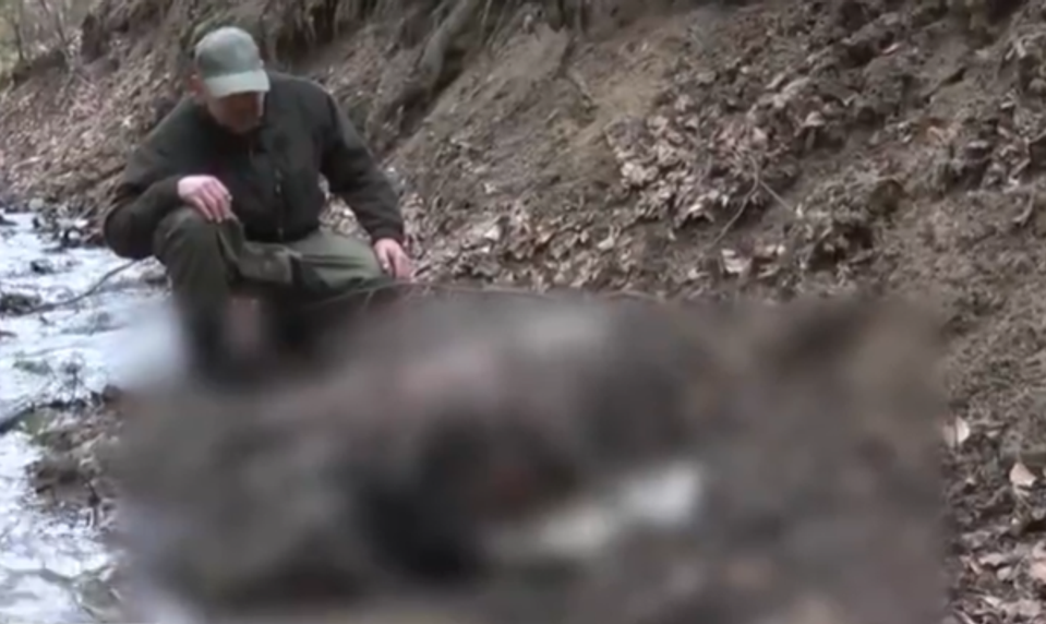 V lesoch neďaleko Prievidze našli mŕtveho medveďa. Pri miestnom potoku zrejme ležal od jesene