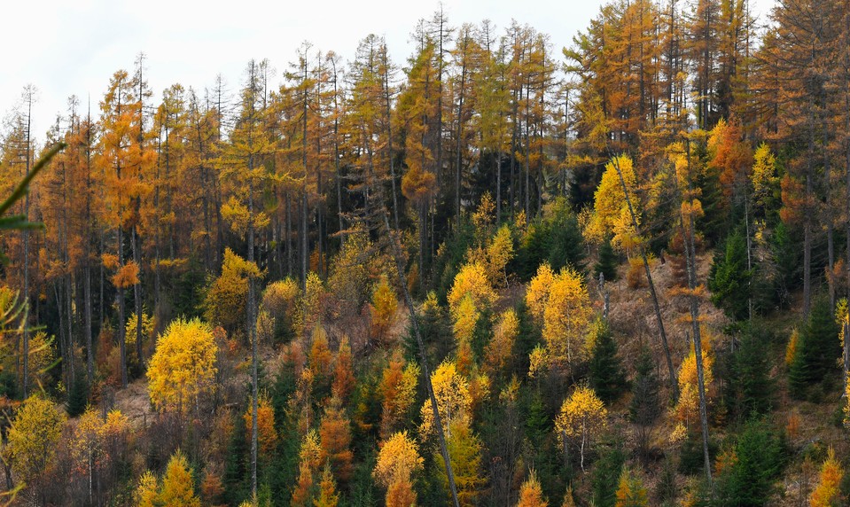 Schválené zonácie štyroch národných parkov neobsahujú odporúčania vedcov, vyhlásila SAV