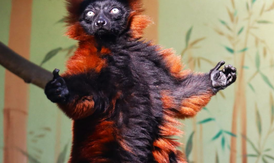 Pracovníkom ZOO Bojnice sa nad ránom podarilo chytiť lemura na úteku
