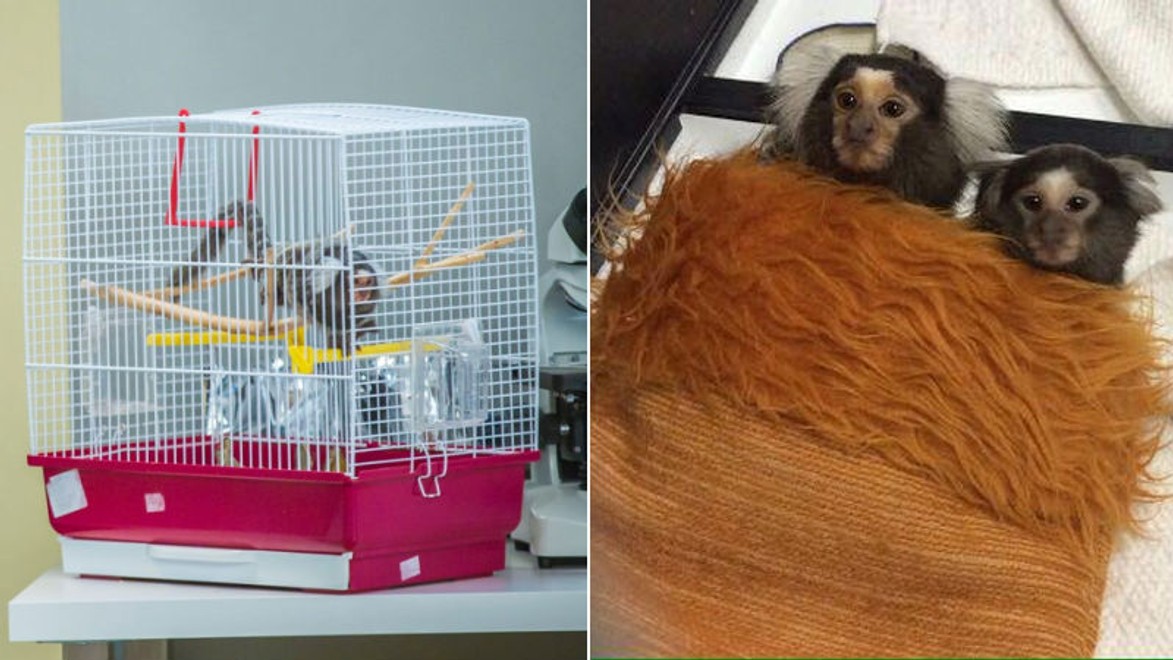 Ich láska pokračuje aj po nakrúcaní: Miško musel zmeniť majiteľa, aby mohol zostať s Lolou