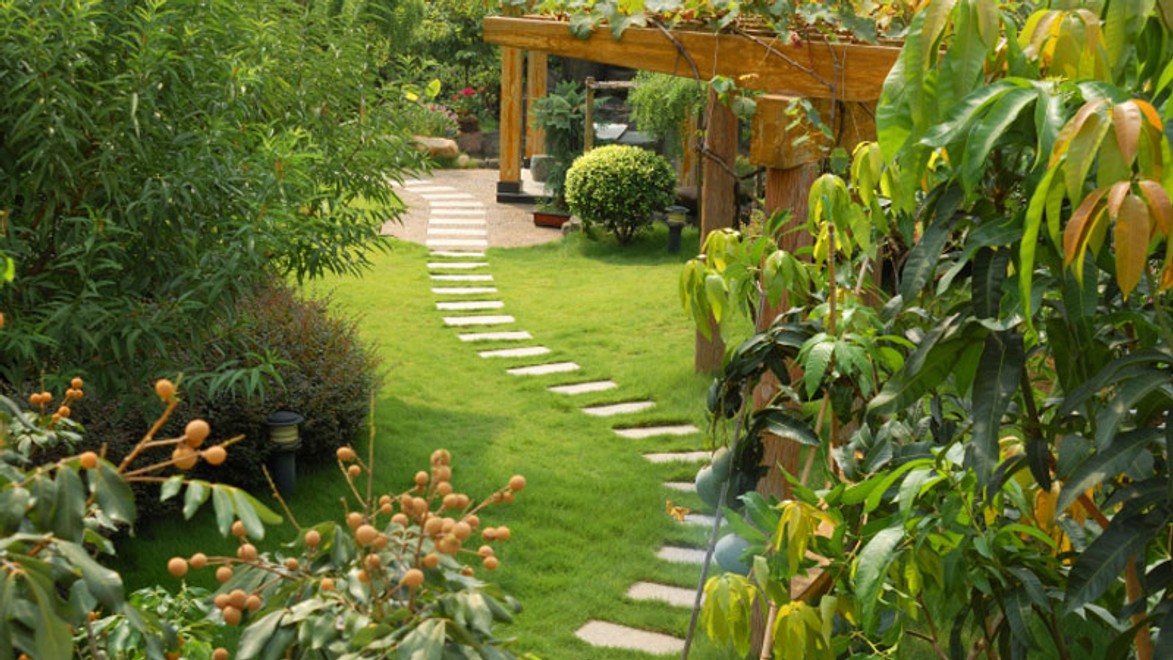 Aké odrody ríbezlí, stromov či rastlín sú vhodné do vašej záhrady?