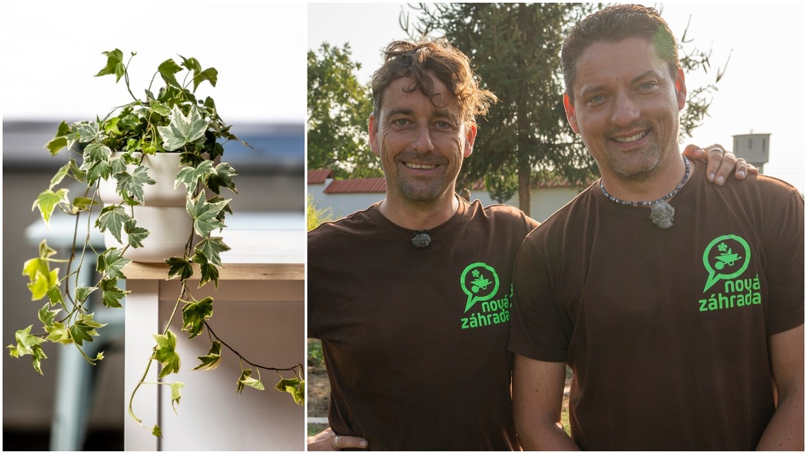 Chcete mať celý rok krásne rastliny bez námahy? TIETO druhy vydržia mrazy i horúčavy!