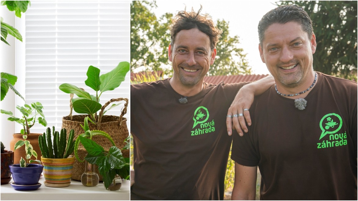 Začali vašim izbovým rastlinám žltnúť listy? Najčastejšie sú za tým tieto 2 príčiny!